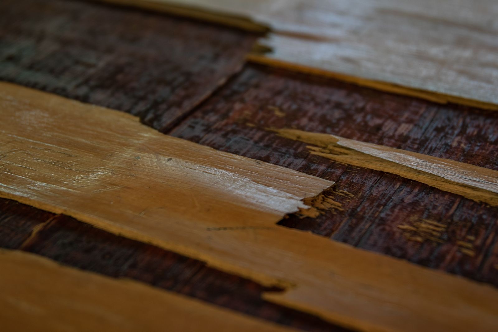 A hardwood floor mid-refinish — sanded and being prepped for a fresh finish